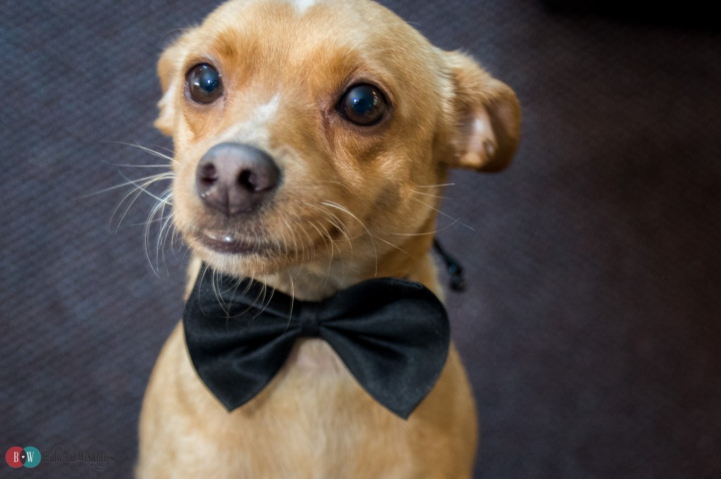 Small dog with bowtie on in Coquitlam wedding